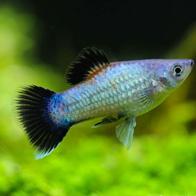 Neon Blue Wagtail Platy 3.5cm