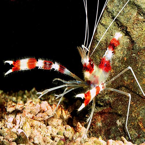 Boxing Shrimp Pair MED