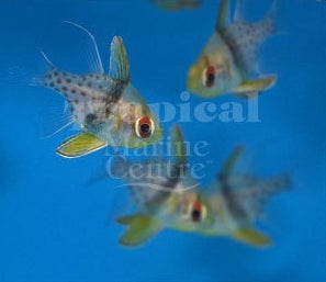 Spotted Pyjama Cardinalfish SML