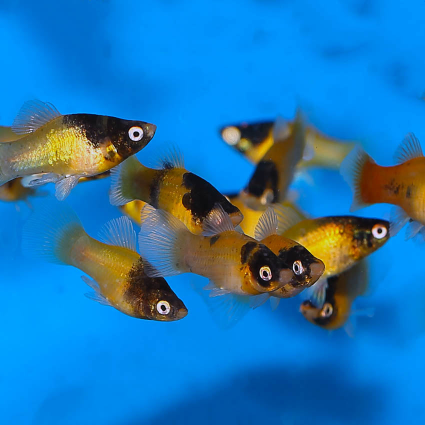 Bumble Bee Platy 3.5cm