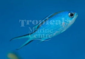 Blue Reef Chromis SML