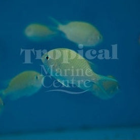 Green Chromis MED
