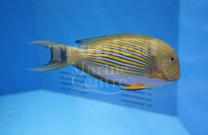 Clown Tang MED