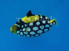 Clown Tiggerfish SML