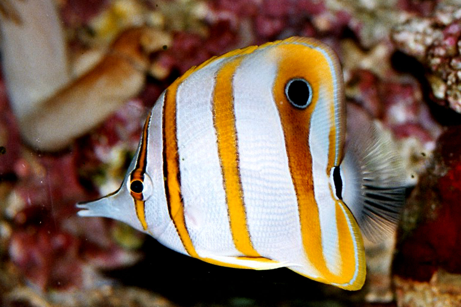 Copperband Butterfly MED (feeding on frozen)