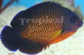 Coral Beauty Angelfish MED