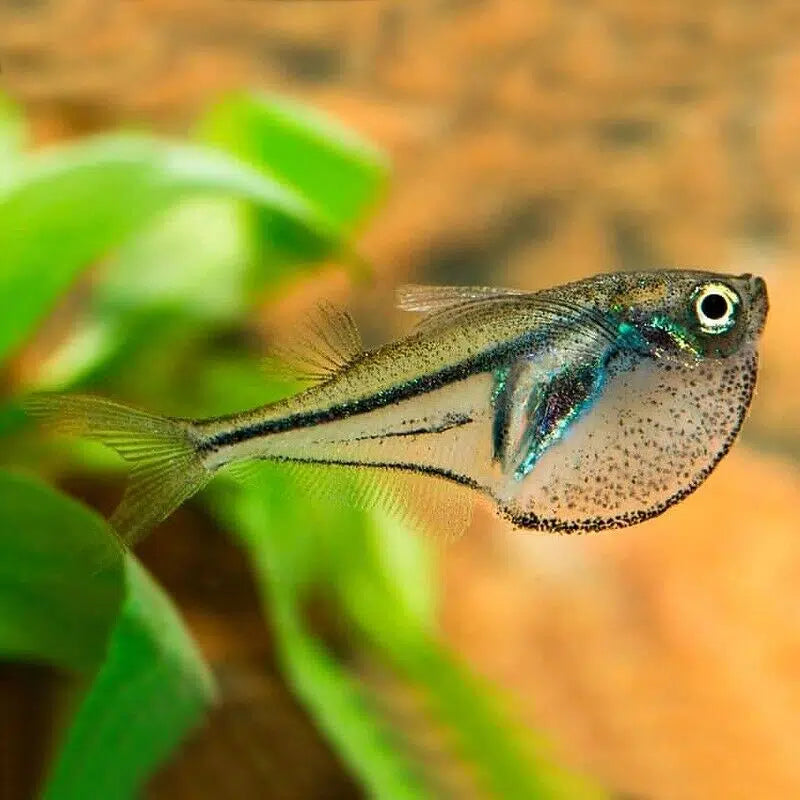 Pygmy Hatchet Fish 2cm