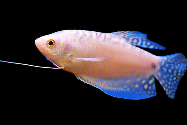 Platinum White Gourami 5-7cm