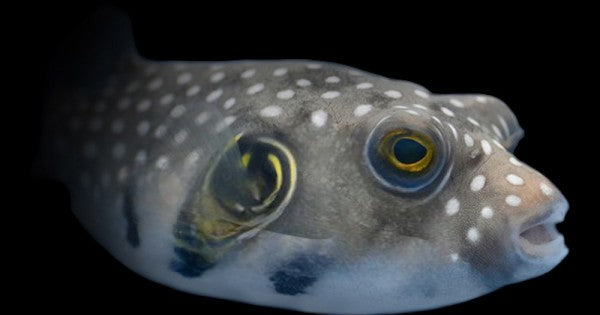 Dogface Puffer - Coloured MED