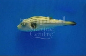 Dogface Pufferfish - Common MED
