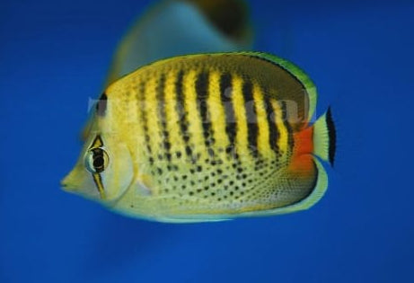 Dot Dash Butterfly - Fiji MED