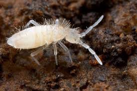 Live Springtails