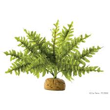 ExoTerra Boston Fern Small