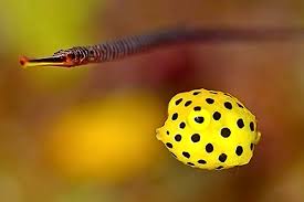 Yellow Boxfish SML