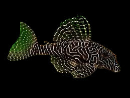 L260 Queen Arabesque Pleco 7cm
