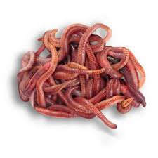 Live Earthworm Pre Pack