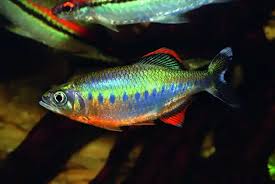 Blue Spot Hillstream Trout 4cm
