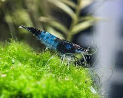 Blue Rili Shrimp 1cm