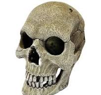 Repto Human Skull XL