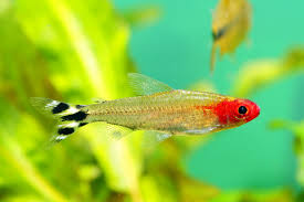 Rummy Nose Tetra 3.5cm - Tropical Supplies North East