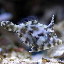 Aiptasia Eating Filefish MED