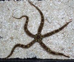 Brittle Sea Starfish