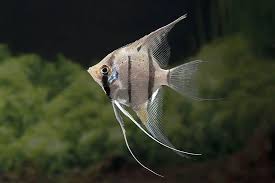 Peruvian Altum Angelfish 5cm