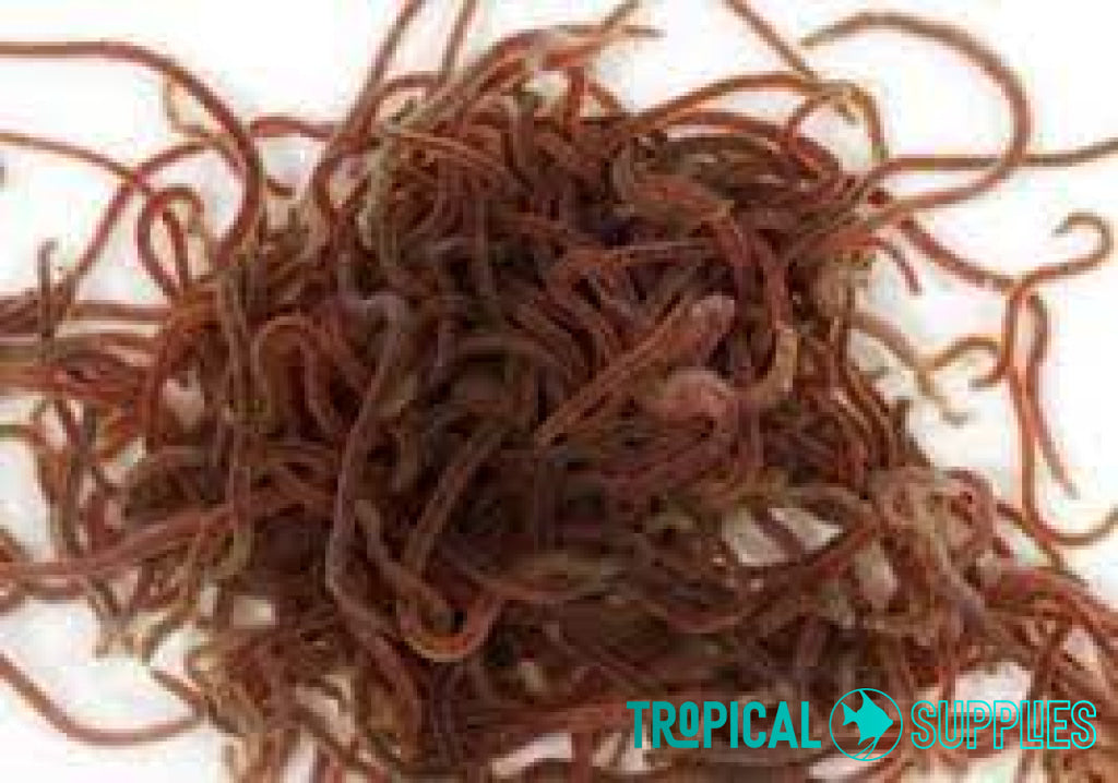 Live Blackworm 90ml - Tropical Supplies North East