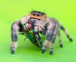 Regal Jumping Spider