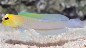 Yellowhead Jawfish MED