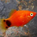 Red Mickey Mouse Platy 4cm