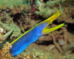 Blue Ribbon Eel LRG
