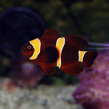 Yellow Maroon Clownfish Tank Bred MED