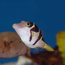 Valentini Puffer MED