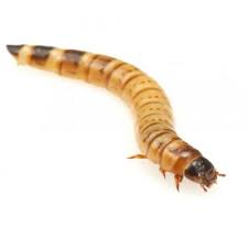 Live Morio Worm Pre Pack