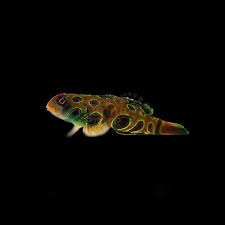 Spotted Mandarin MED
