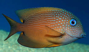 Blue Eye Tang - Fiji SML