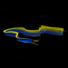 Blue Ribbon Eel LRG