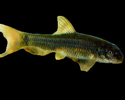 Garra Rufa