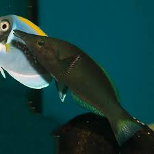 Birdmouth Wrasse - Male MED