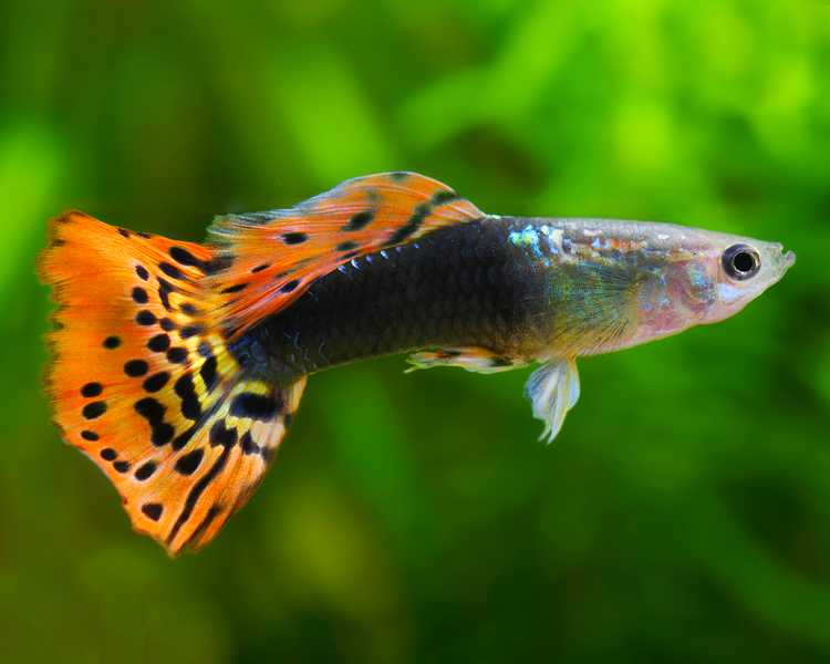 Dragon Tuxedo Male Guppy 3cm