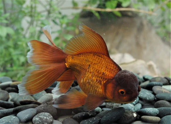 Chocolate Oranda 5"