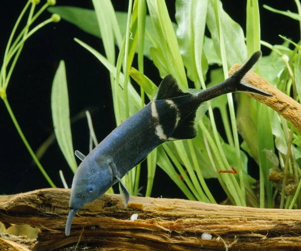 Long Nose Elephant Fish 12cm