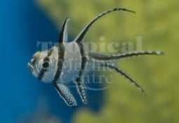 Emperor Banggai Cardinalfish MED