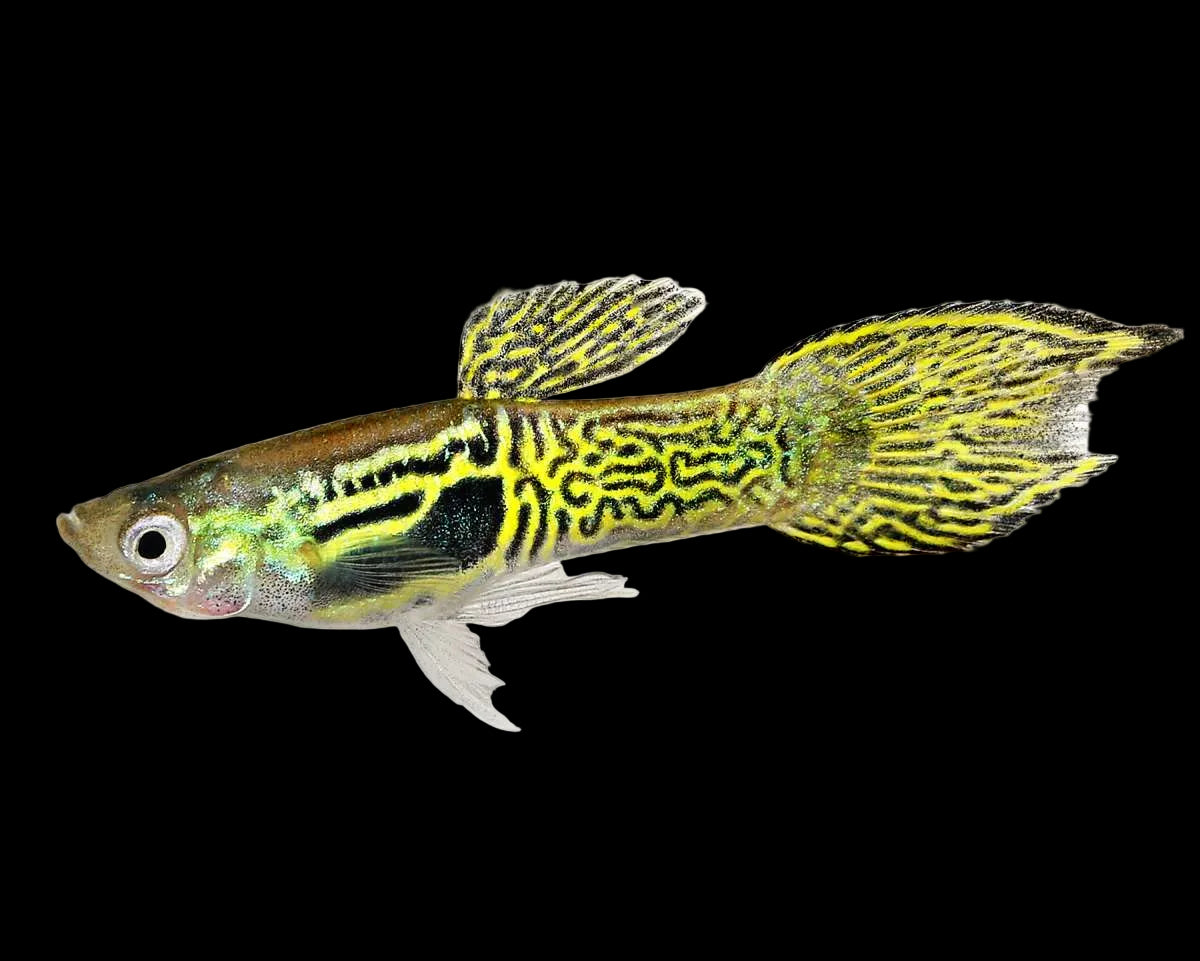Yellow Tiger Endler Guppy 2.5cm