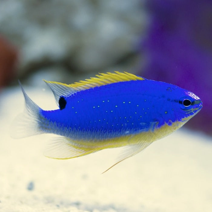 Fijan Blue & Gold Damsel MED