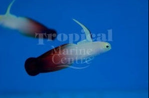 Firefish – West Indian Ocean MED