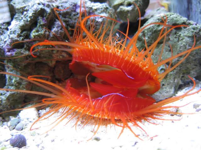 Fire Scallop SML