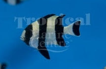 Four Stripe Humbug MED