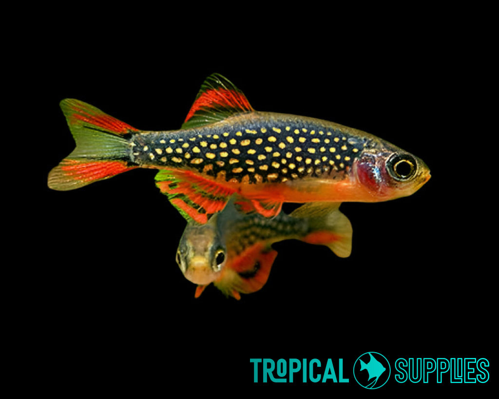 Galaxy Rasbora 2.5cm - Tropical Supplies North East
